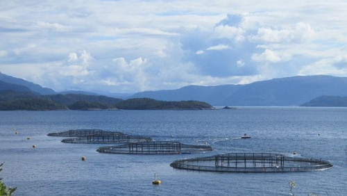 Gminy otrzymają dodatkowe wsparcie: rząd wprowadzi podatek od łososia