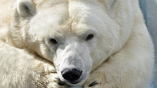 Ebola, szczyt klimatyczny i niedźwiedzie polarne – o tym mówiło się w Norwegii w 2015