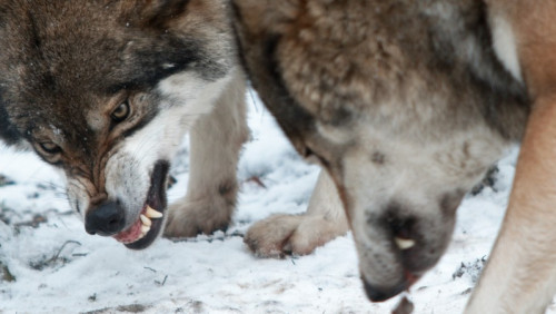 Psy rozszarpane przez wilki: kontrowersyjne wideo norweskiej partii politycznej