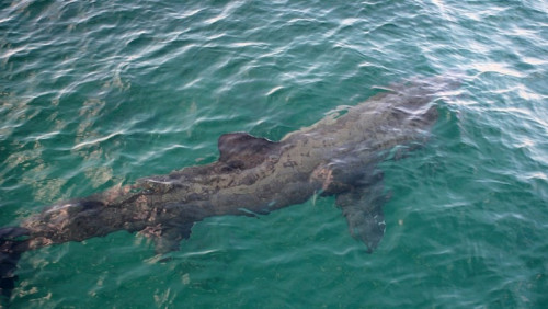 Niezwykły widok: skaczący rekin zadziwił Norwegów