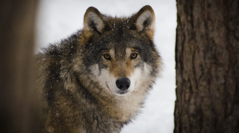 W sumie władze Norwegii wydały zgodę na zabicie 51 wilków. Odpowiada to za 60 proc. populacji zwierząt w państwie.