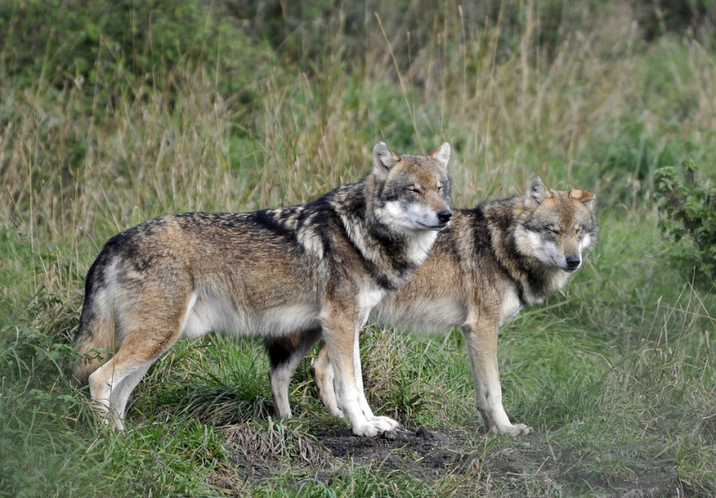 Ministerstwo wydało zgodę na odstrzał 51 z około 80 wilków żyjących w Norwegii.