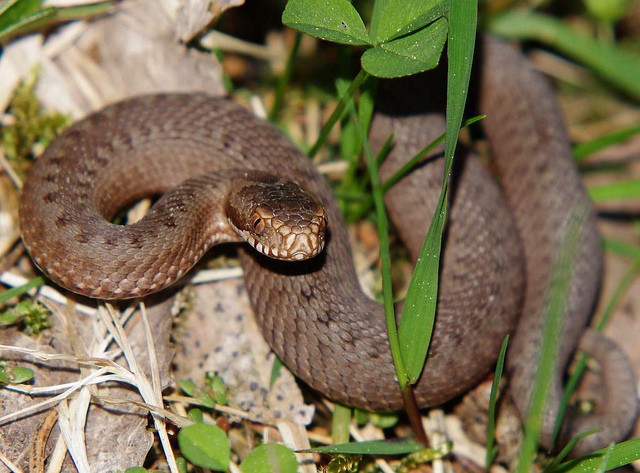 Vipera berus Vipera berus