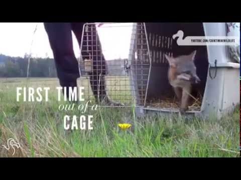 First time on freedom - first time out of the cage!