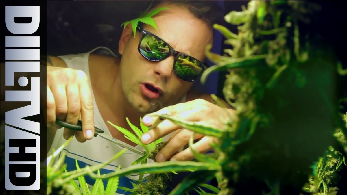 Hemp Gru - Mary Mary feat. Ras Luta, Siostra Mariola (DIIL.TV HD)