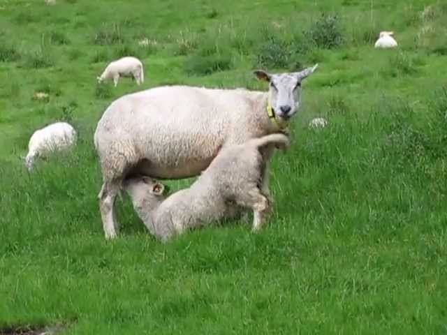Extreme Sheep