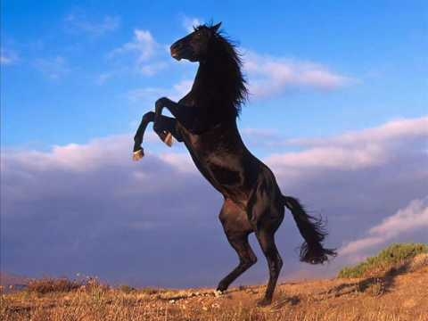 Galop Zakopower
