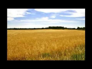 Fields of Gold Sting-The Police