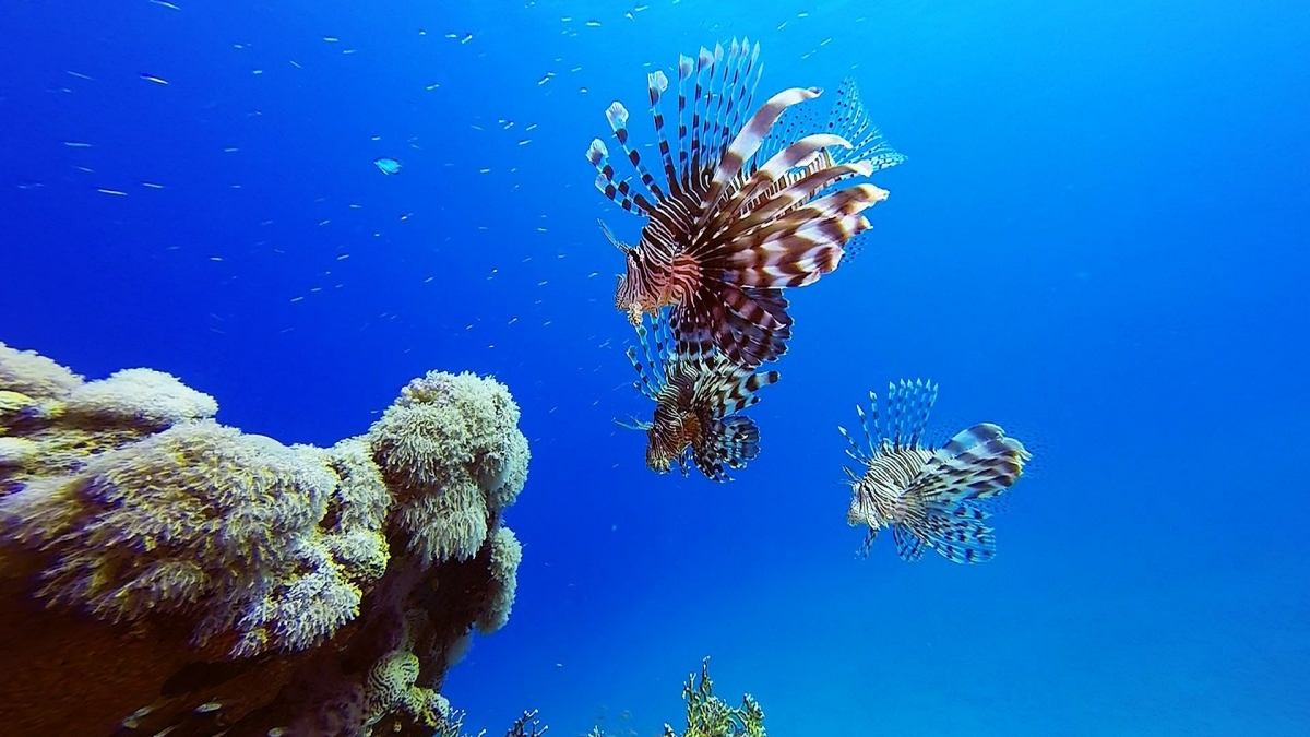 Nurkowanie Egipt 2014 (Marsa Alam) Gopro 3+