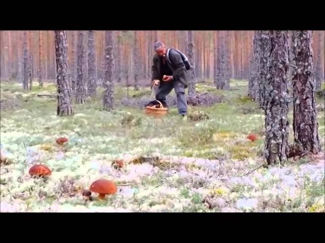 Grzybobranie w Norwegii