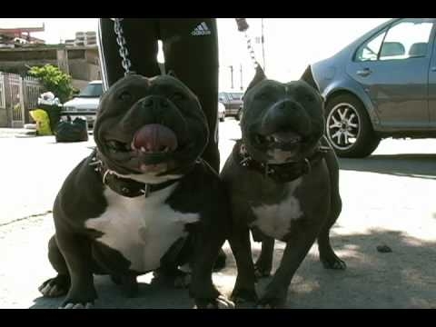 tijuana bullys welcome to my hood.