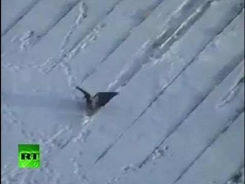 Crowboarding: Russian roof-surfin' bird caught on tape