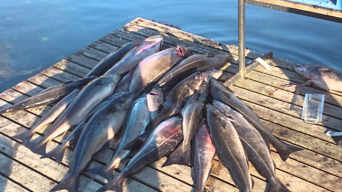 Fishing trip to Norway 2014 GOPRO