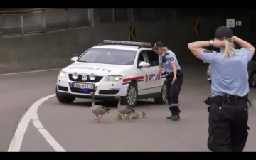 Police in Norway protecting duck family on the road. VERY NICE!