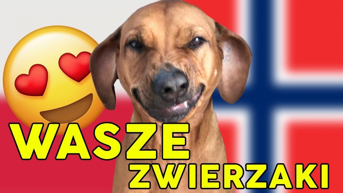 Zwierzaki Polaków z Norwegii - nasze komentarze (2/2)