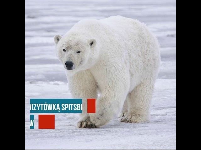Piękny Svalbard