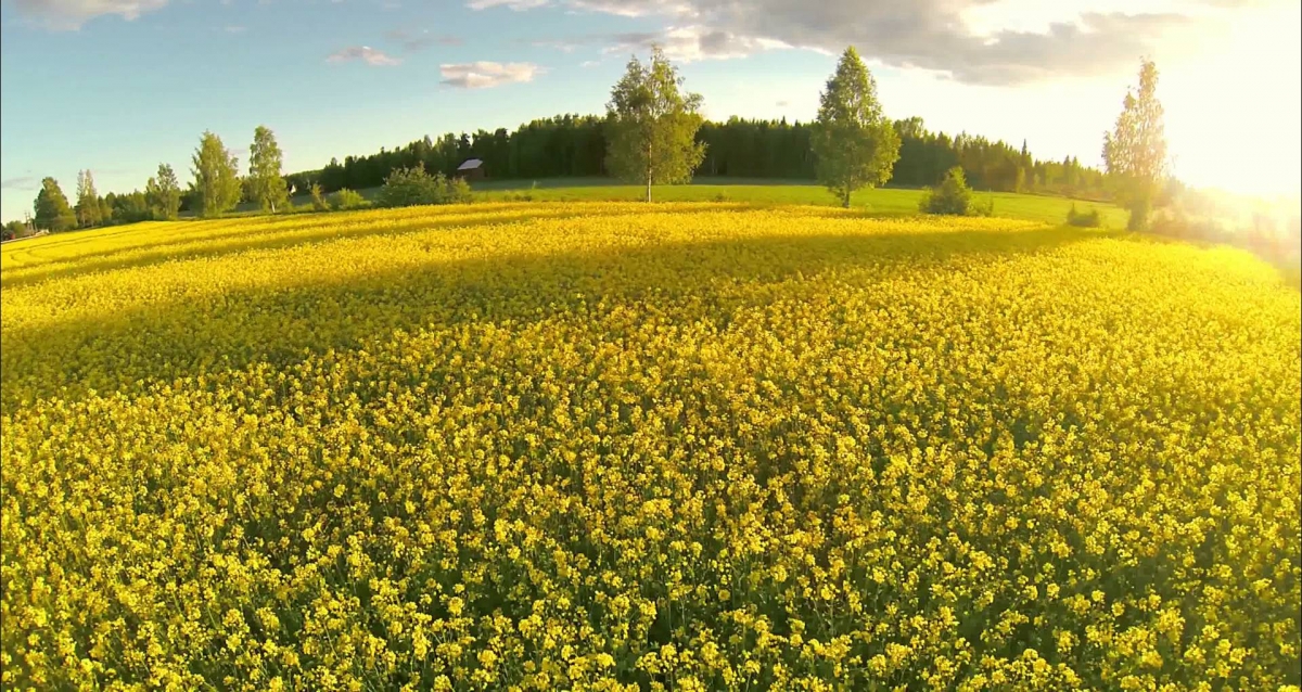 Summer in Norway