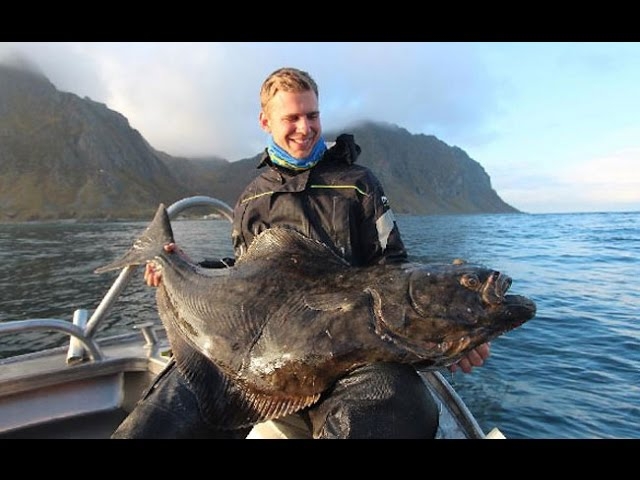 Amazing Halibut Fishing Northern Norway