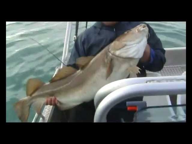 "Loppa Whoppa" Norway Cod Fishing