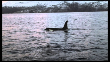 Orcas of Northern Norway