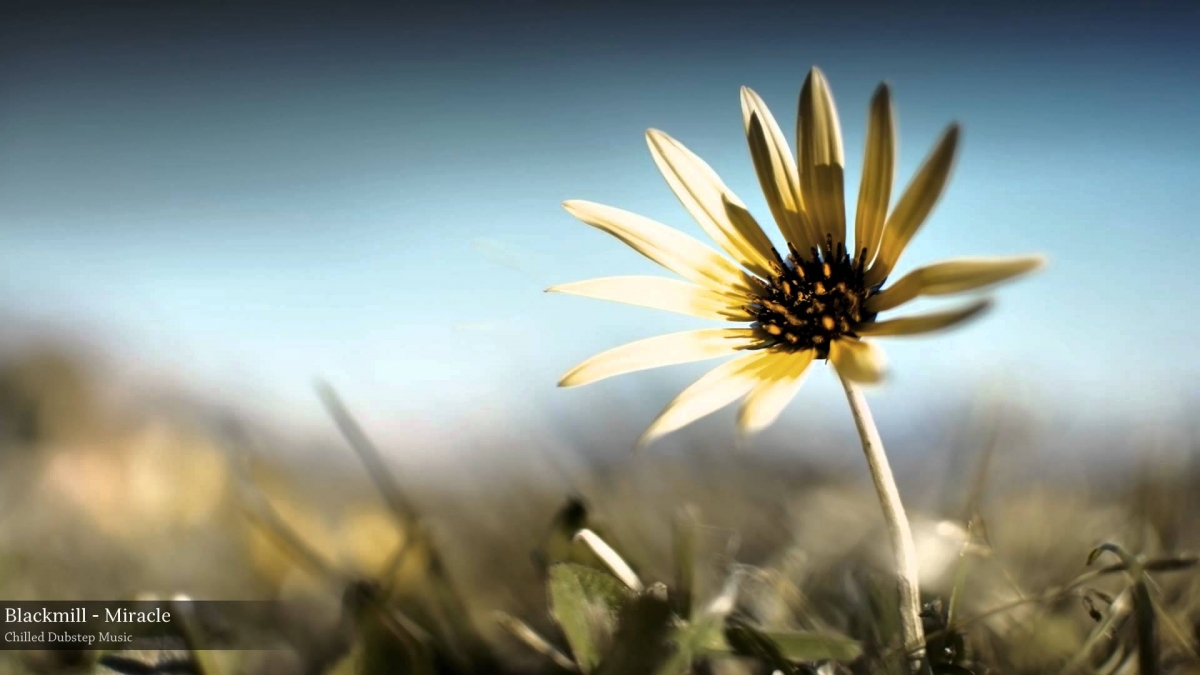 Blackmill - Miracle