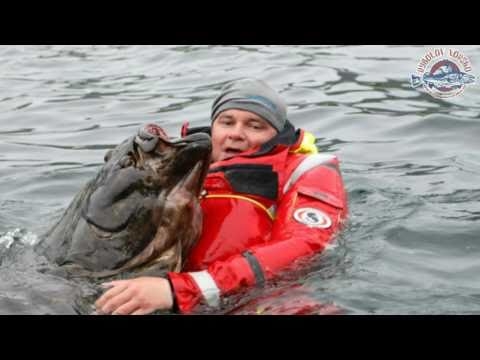 Soroya - Halibut 183cm 81kg