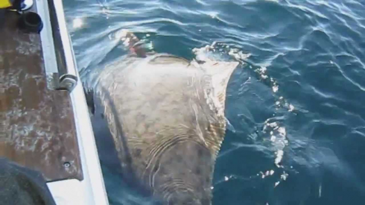 Fishing 152kg Halibut in Norway