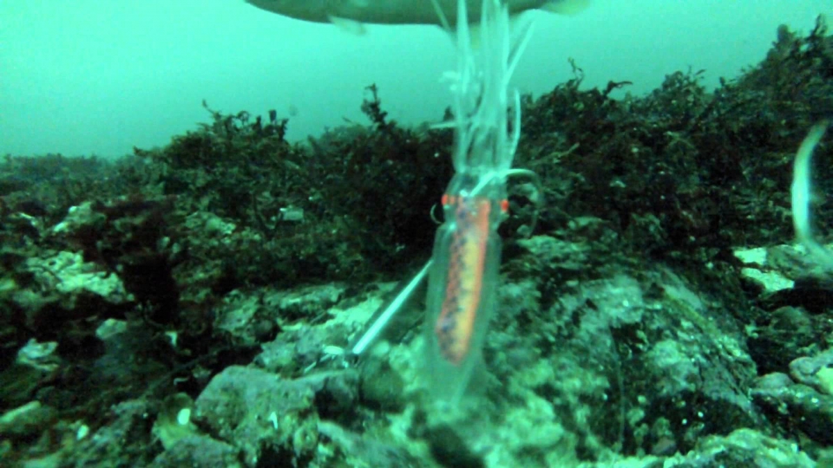 Norway fishing 2013 (underwater video by gopro hero3)