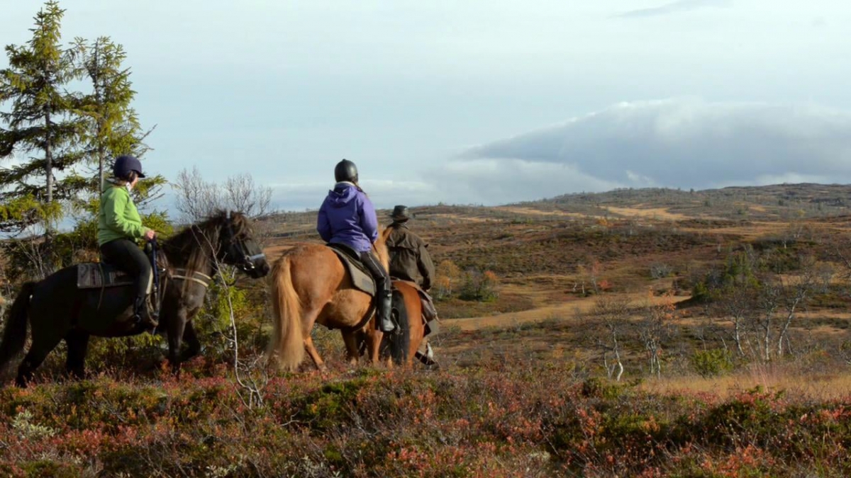Wild Norway