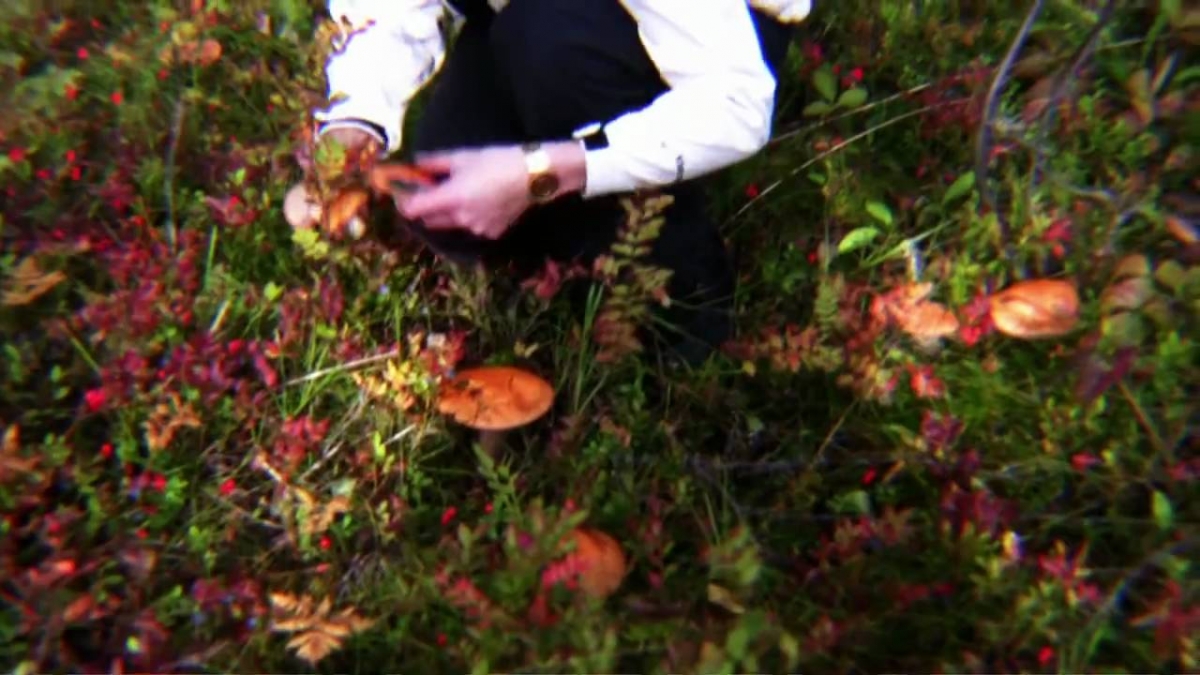 NORWAY AUTUMN MUSHROOM TOUR BREVIS35 HV30 HV20 HV40