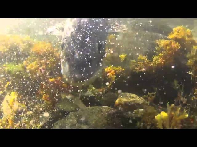 Cod in Norway