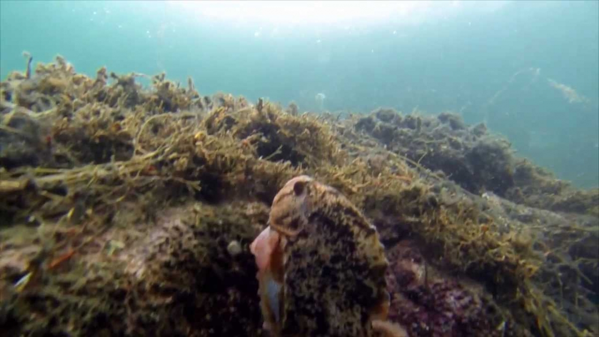 Scuba diving in beautiful Norway