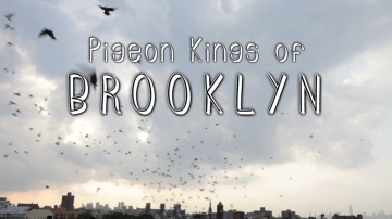 Pigeon Kings of Brooklyn